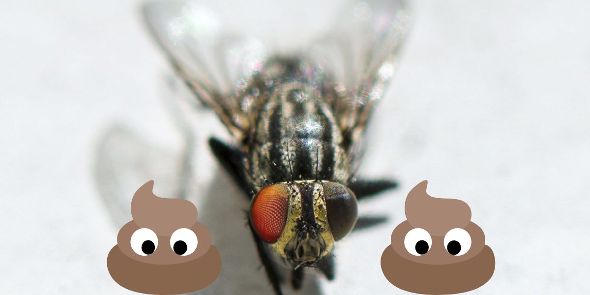 Cleaning fly poop using natural chemicals