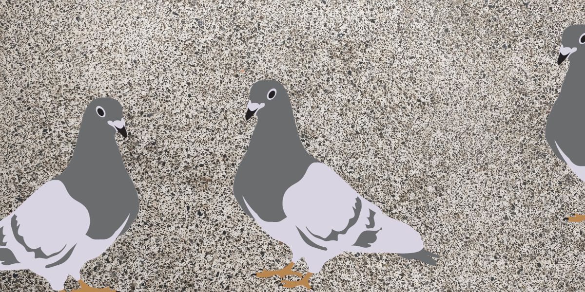 how to clean bird poop from concrete