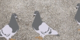 How To Clean Dried Bird Poop From Concrete